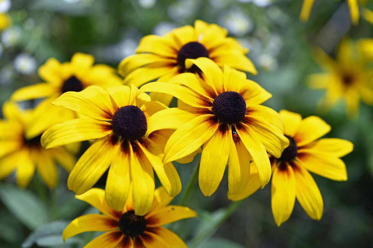 400 Seeds Black-eyed Susan (Rudbeckia hirta) - Yellow Wildflower for Planting, Garden, Landscaping, Perennial Flowers, Drought Tolerant