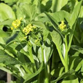 150 Yu Choy Sum Seeds - Flowering Brassica Jung Green | Fresh Asian Green for Planting, Stir-Fry & Culinary Use