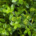 1g Summer Savory Seeds Satureja hortensis | Aromatic Annual Herb, Non-GMO, Heirloom, Culinary Favorite, Easy to Grow, Versatile Flavor