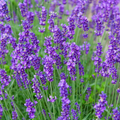 50 Seeds Munstead Lavender (Lavandula angustifolia) – Fragrant, Hardy English Lavender