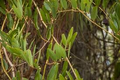 Laurel Greenbrier Seeds (Smilax laurifolia) | 5 Seeds | Hardy Vine for Wildlife & Natural Fencing