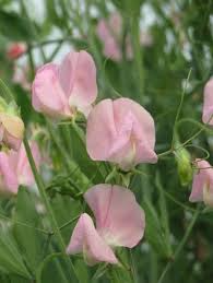 50 Janet Scott Sweet Pea Seeds – Fragrant Rose-Pink Blooms for Garden Planting, Climbing Vines for Trellises & Bouquets – USA