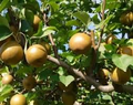 Korean Giant Asian Pear Scion - 3 Unrooted Cuttings for Planting, Edible Fruit Tree