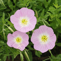 Showy Evening Primrose Seeds | Fragrant Pink Blooms | Drought Tolerant | Zones 4-9 | Non-GMO |