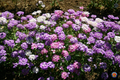 1000 Candytuft MIXED COLORS Seeds, Ground Cover, Pollinators, Fragrant Flowers, Iberis Umbellata, Non-GMO, Hardy, Garden Plants