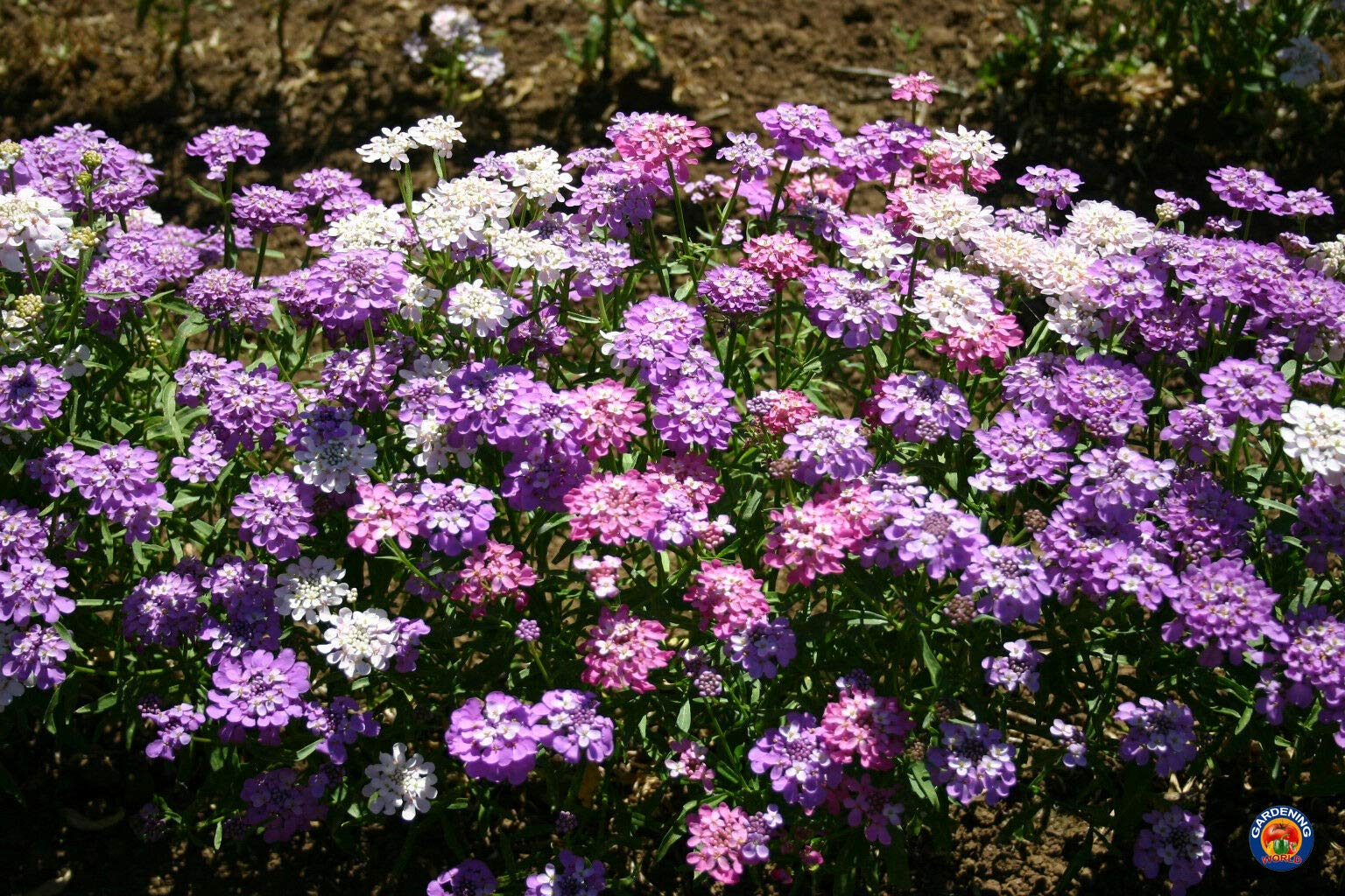 1000 Candytuft MIXED COLORS Seeds, Ground Cover, Pollinators, Fragrant Flowers, Iberis Umbellata, Non-GMO, Hardy, Garden Plants