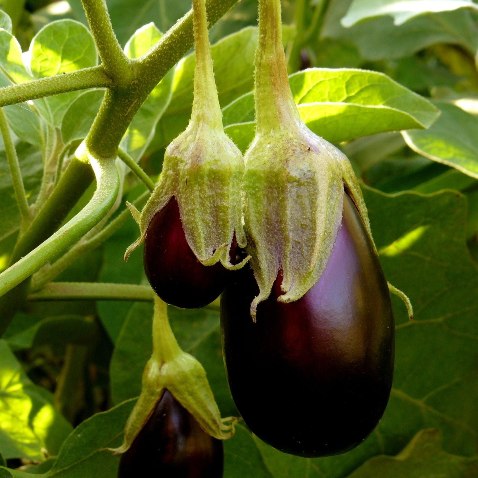 Eggplant Black Beauty Seeds – 300mg for Planting, Heirloom Variety, Large  Glossy, High Yield, Heat Tolerant, Garden & Container