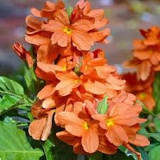 Orange Crossandra - 1 Plugs Live Plants 7-10" Tall - Firecracker Flower, Tropical Blooms, Vibrant Orange