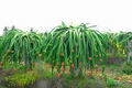 25 Seeds White Dragon Fruit Plant | Pitahaya (Hylocereus Undatus) | Edible Cactus Pitaya Plant for Indoor & Outdoor Gardens