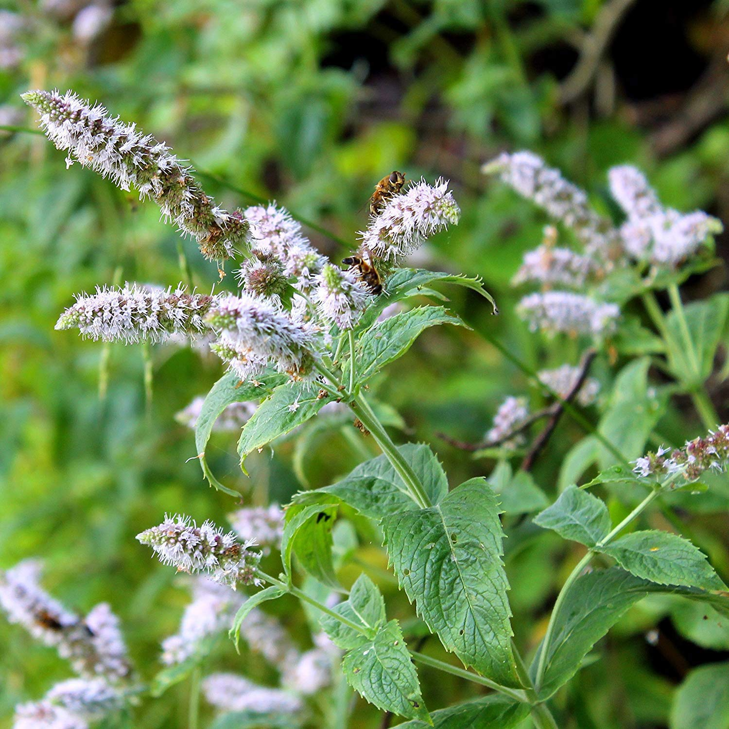 Peppermint Herb Seeds – 30mg for Planting, Strong Mint Aroma, Perennial Herb, Great for Teas, Desserts, and Fragrant Garden Spaces