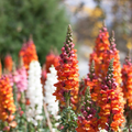 Antirrhinum majus Frosted Flames Snapdragon Seeds – 1000+ Heirloom Snapdragon Seeds for Vibrant Garden Planting