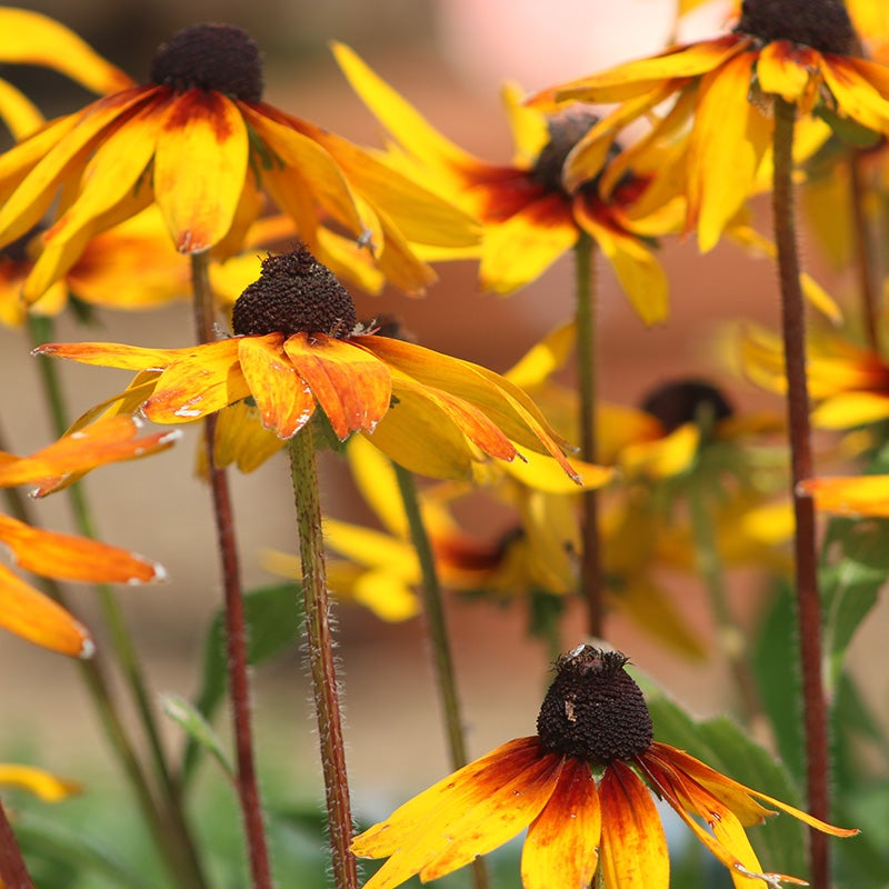 Gloriosa Daisy Seeds – Rudbeckia hirta – 100mg (~300 Seeds), Large Bi-Color Blooms, Pollinator Friendly, Summer Garden Wildflower