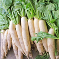 1g Japanese Minowase Daikon Radish Seeds Raphanus sativus | Heirloom, Non-GMO, Mild Flavor, Long White Roots, Easy to Grow Vegetable