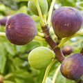 100 Smith Fig Seeds – Grow Ficus carica Sweet & Juicy Heirloom Figs for Garden and Home