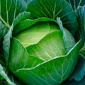 1g Cabbage Copenhagen Market Seeds Brassica oleracea | Heirloom Variety | Sweet, Crisp Green Heads for Home Gardening