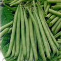10 Seeds Petite Filet French Bean - Phaseolus vulgaris | Tender, Crisp Beans for Planting, Gardening & Culinary Delights