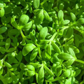 Cress Curled Seeds – 1g for Planting, Pepper Cress, Garden Cress, Fast Growing, Spicy Crisp Greens, High Yield, Garden & Container