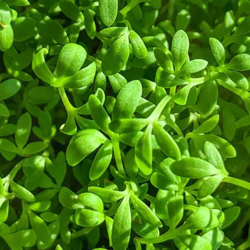 Cress Curled Seeds – 1g for Planting, Pepper Cress, Garden Cress, Fast Growing, Spicy Crisp Greens, High Yield, Garden & Container