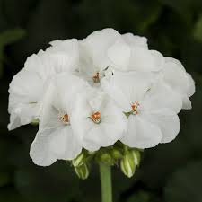 Geranium Pelargonium Zonal ‘White’ | 3 Live 6” Unrooted Cuttings | Classic White Blooms, Easy-Care, Drought-Tolerant Flowering Plant