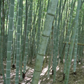 1 Unrooted Cuttings Moso Bamboo Plant (Phyllostachys edulis) Big Live Plant for Garden