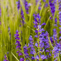 100 mg Seeds Penstemon Cyanocaulis (Blue Stem Beardtongue) for Planting | Hardy Perennial Wildflower for Pollinator Gardens