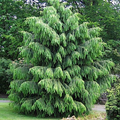 10 Himalayan Spruce Tree Seeds (Picea smithiana) - Weeping Evergreen, Bonsai, 100 Ft Mature Height