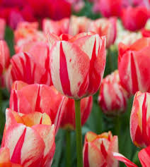 Tulip Spryng Break Bulbs - 5 Cream & Red Double Peony Tulips, Color-Changing Ruffled Blooms, Perfect for Containers, USDA Zones 3-8