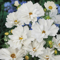 100 Cosmos Psyche White Seeds – Unique Ruffled White Blooms | Attracts Bees & Butterflies | Organic Non-GMO | Cosmos Bipinnatus