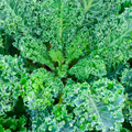 Dwarf Blue Curled Scotch Kale Seeds – 1g for Planting, Heirloom Variety, Cold Hardy, High Yield, Nutrient-Rich, Garden & Container