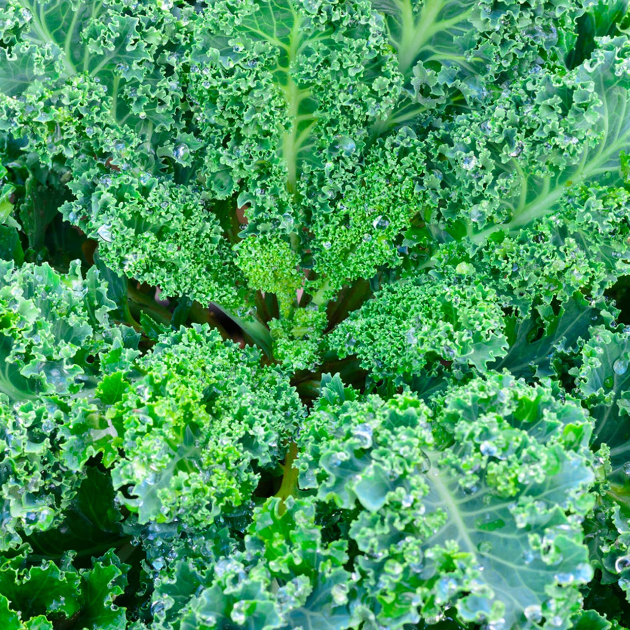 Dwarf Blue Curled Scotch Kale Seeds – 1g for Planting, Heirloom Variety, Cold Hardy, High Yield, Nutrient-Rich, Garden & Container