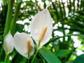 Peace Lily (Spathiphyllum) Live Plant | 10-12 Inches Tall | White Flowers | Indoor/Outdoor | Air Purifying | Low Light Houseplant