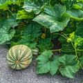 20 Seeds Cushaw Green Striped Pumpkin (Cucurbita argyrosperma) – Heirloom Winter Squash with Sweet Flavor