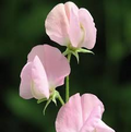 Prima Donna Sweet Pea Seeds – 50+ Rose-Pink Blooms – Climbing Flower Vine for Bouquets, Cottage Gardens, Trellises & Arches – USA