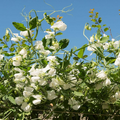 Royal White Sweet Pea Seeds – 50+ Pure White Blooms – Elegant Climbing Vine for Trellises, Wedding Gardens, Bouquets & Borders – USA