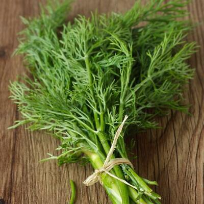 4,000 Bouquet Dill Seeds – Non-GMO Heirloom, Fast-Growing Culinary Herb, USA Seller,