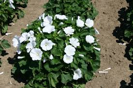 Dwarf White Rose Mallow Seeds – 250mg (~40 Seeds), Compact Flowering Plant, Large White Blooms, Pollinator Friendly, Perennial Beauty