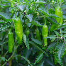 Shishito Hot Pepper Seeds – 250mg for Planting, Mild Asian Variety, Great for Sautéing, Roasting, Grilling, Productive Garden Favorite