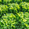 Endive Broadleaf Batavian Seeds – 1g for Planting, Heirloom Variety, Crisp Mild, Heat Tolerant, High Yield, Garden & Container