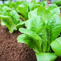 Little Gem Lettuce (Lactuca sativa) – Mini Romaine Variety, Sweet & Crisp, Perfect for Salads and Containers