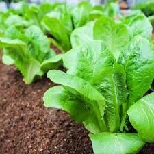 Little Gem Lettuce (Lactuca sativa) – Mini Romaine Variety, Sweet & Crisp, Perfect for Salads and Containers