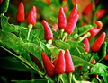 15 Seeds Tiny Tim Tomato (Solanum lycopersicum) - Dwarf Cherry Tomato, Compact Garden Tomato Variety
