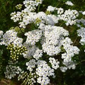 1000 Seeds White Yarrow – Achillea millefolium, Perennial Pollinator-Friendly Herb