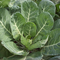 1g Collard Vates Seeds Brassica oleracea | Cold-Hardy, Nutritious Heirloom Greens for Garden & Containers