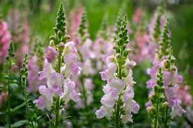 Legend Light Pink Snapdragon Seeds | 1000+ Seeds | Double Blooms for Garden
