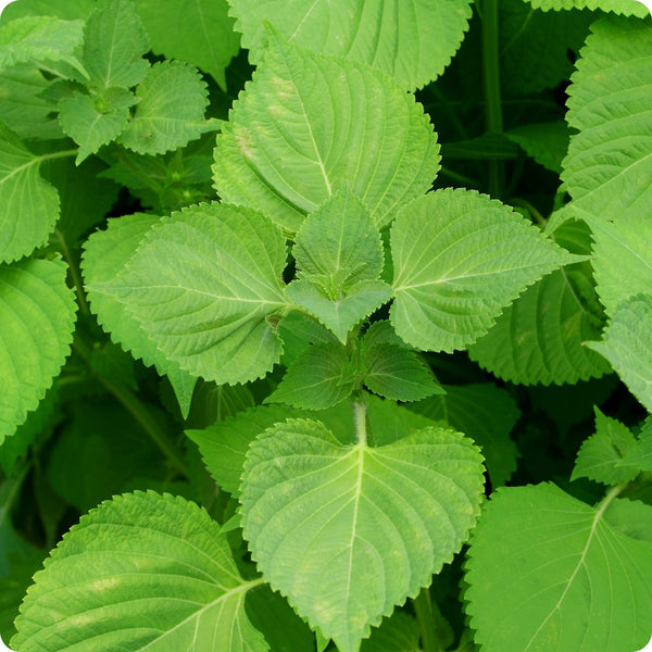 Perilla Shiso Korean Perilla Herb Seeds 500mg | Perilla frutescens | Non-GMO, Aromatic, Green Leaf, Korean Cooking, Medicinal Herb