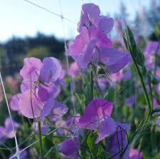 Oyama Bicolour Sweet Pea Seeds – 50+ Striking Dual-Tone Blooms – Climbing Vine for Bouquets, Trellises, Arches & Cottage Gardens – USA