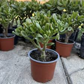 Crassula Ovata ‘Green Jade’ | 3 Unrooted 4” Cuttings | Money Tree, Easy-Care Succulent, Bonsai, Drought-Tolerant Houseplant