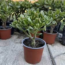 Crassula Ovata ‘Green Jade’ | 3 Unrooted 4” Cuttings | Money Tree, Easy-Care Succulent, Bonsai, Drought-Tolerant Houseplant