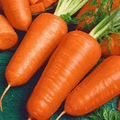 Red Cored Chantenay Carrot Seeds | Heirloom Non-GMO | Sweet Flavor | Great for Juicing & Storage |