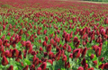 1000 Crimson Red Clover Seeds, Trifolium incarnatum, Non-GMO, Nitrogen Fixing Legume, Pollinator-Friendly, Red Flowers for Garden & Soil